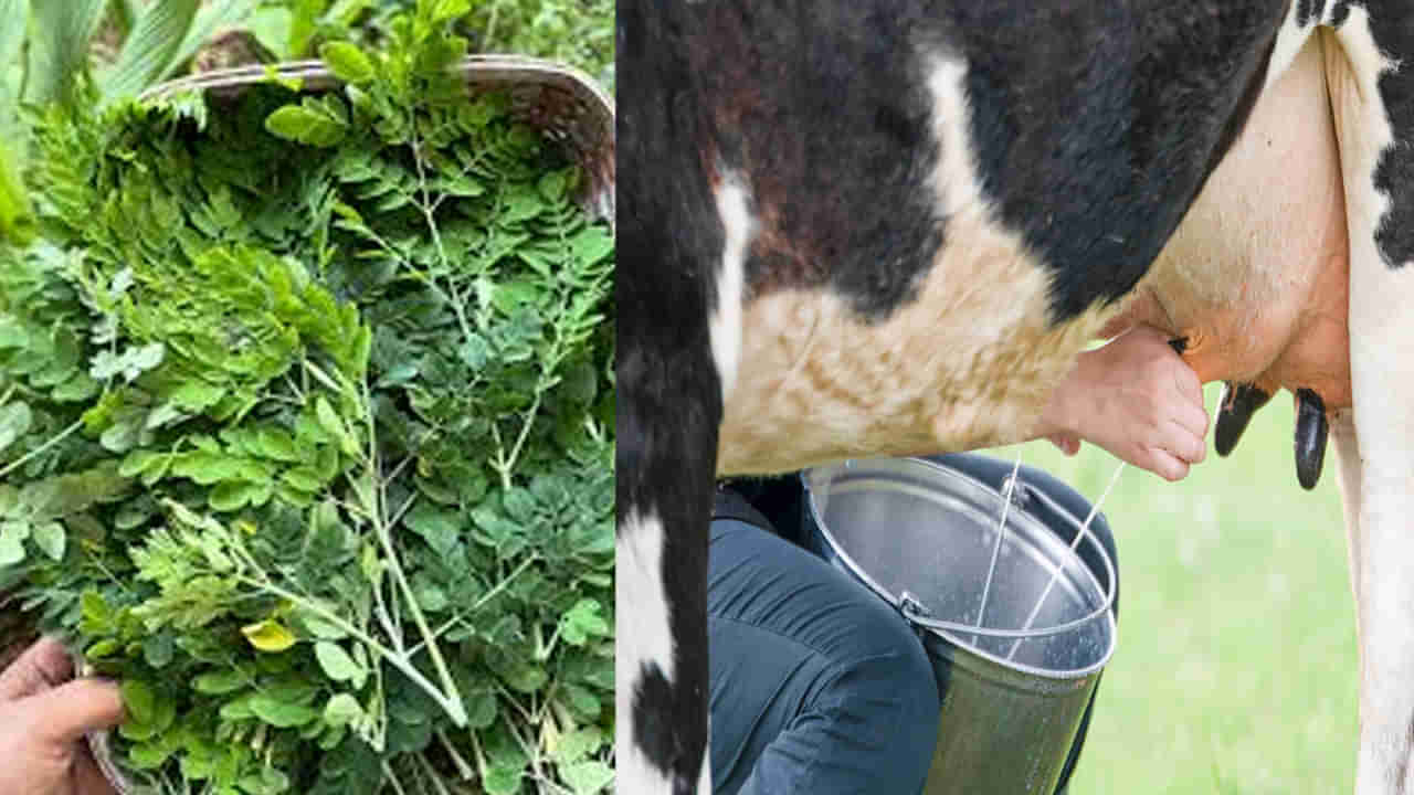 Moringa Leaves: శాస్త్రవేత్తల అపురూప సృష్టి.. మునగాకుతో ఆవుకు సూపర్ ఫుడ్.. కిలో రూ. 2 కే దాణా