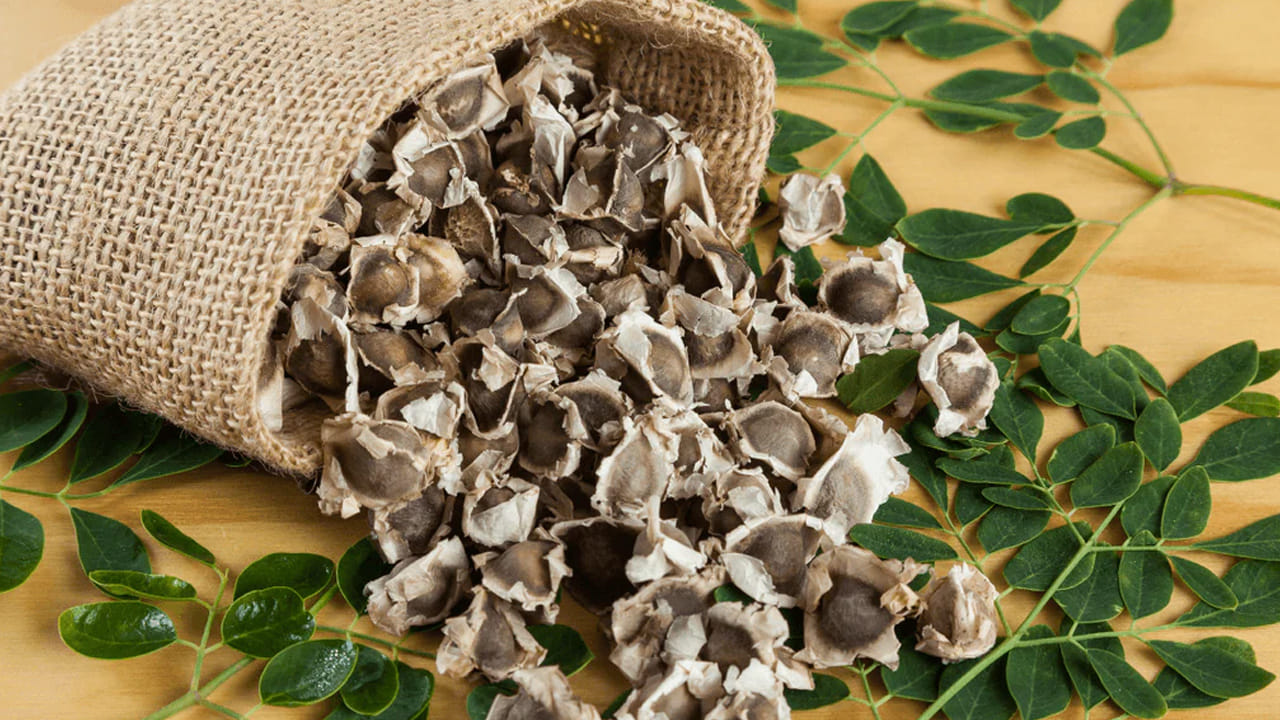 Moringa seeds: మునగ గింజలలో దాగున్న ఆరోగ్య రహస్యాలు తెలిస్తే..అస్సలు విడిచిపెట్టరు..