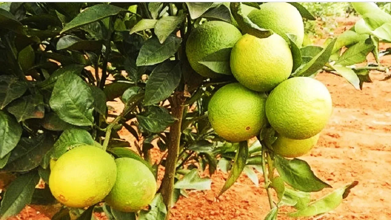 మోసాంబి పండులోని యాంటీఆక్సిడెంట్లు, యాంటీ ఫంగల్ లక్షణాలు కంటి ఆరోగ్యాన్ని మెరుగుపరుస్తాయి. ఇది గుండె ఆరోగ్యాన్ని కాపాడుకోవడంలో, గుండె సంబంధిత వ్యాధుల నుండి మిమ్మల్ని రక్షించడంలో కూడా సహాయపడుతుంది.