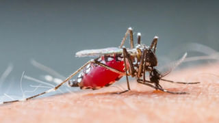 Health Tips: వామ్మో.. పాలతో ఈ 5 పండ్లను కలిపి తింటే ఏం జరుగుతుందో తెలుసా..?