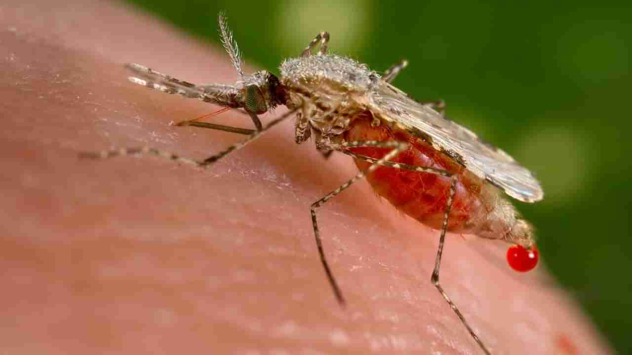 Mosquito Repellent: టైల్స్ ని తుడిచే నీటిలో ఇవి కలిపితే చాలు.. ఒక్క దోమ కూడా ఇంట్లోకి రాదు..!