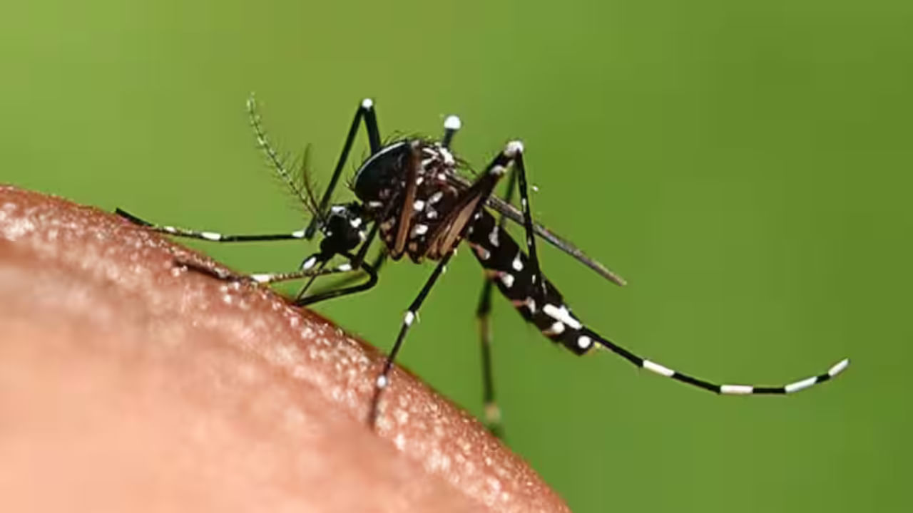 Mosquitoes: దోమ కాటుతో డెంగీ, మలేరియా.. వర్షాకాలంలో ఈ జాగ్రత్తలు తప్పనిసరి