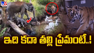 బిడ్డల ఆకలి తీర్చేందుకు.. జోరువానలో ఓ తండ్రి ఆరాటం వీడియో