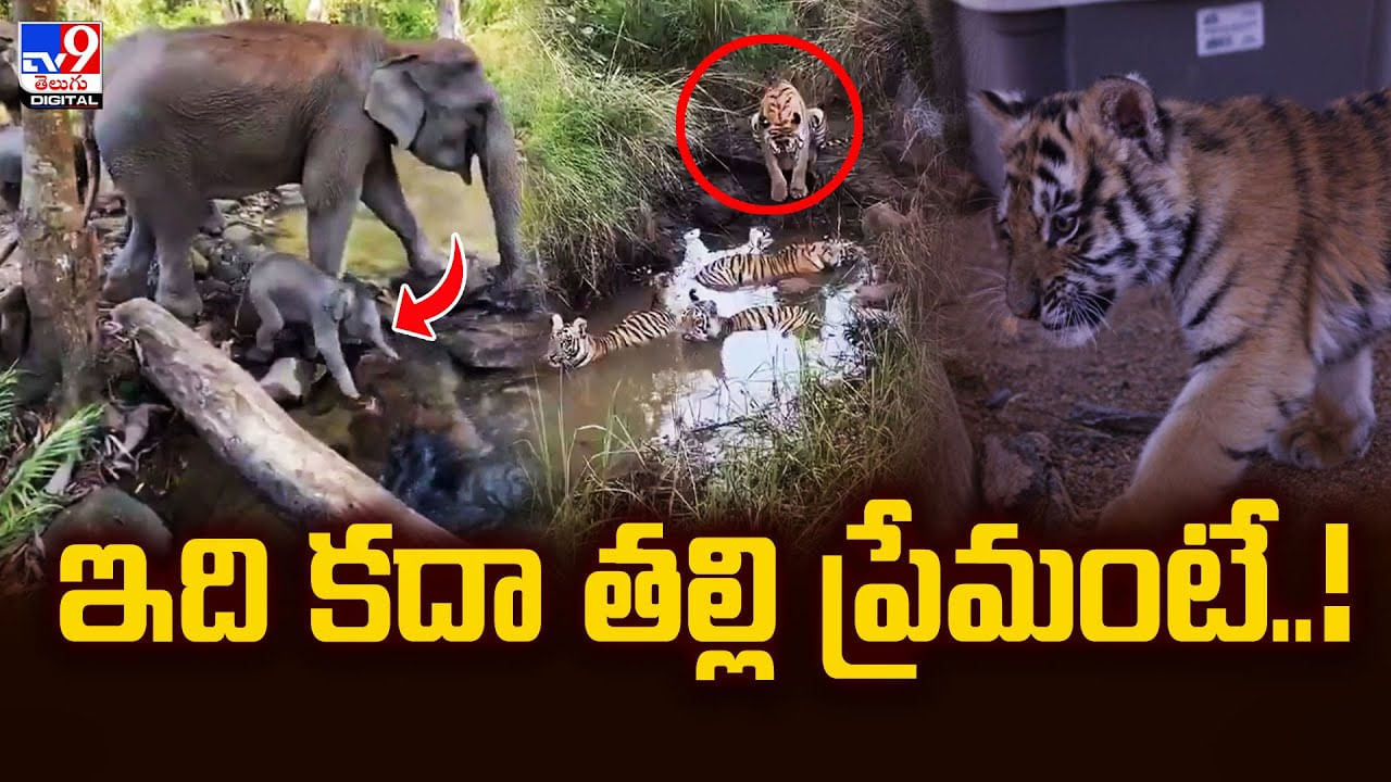 ఇది కదా తల్లి ప్రేమంటే.. వీడియో