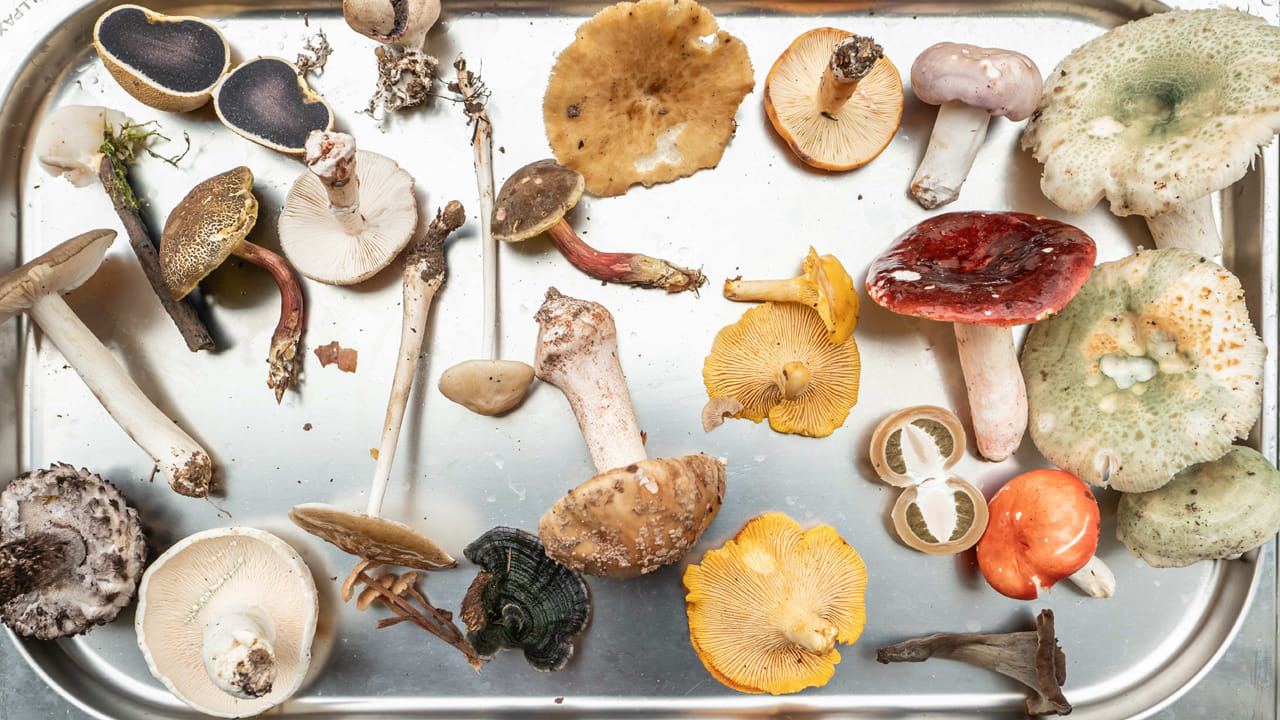 పుట్టగొడుగులను తినడం వల్ల కడుపు నొప్పి, విరేచనాలు, అజీర్ణం కూడా వస్తాయి. కానీ పుట్టగొడుగులను తినడం వల్ల ప్రయోజనాలు ఉన్నాయి. కాబట్టి మీరు పుట్టగొడుగులను తినాలనుకుంటే, వాటిని కొనుగోలు చేసేటప్పుడు కొన్ని విషయాలను గుర్తుంచుకోవాలని నిపుణులు చెబుతున్నారు.