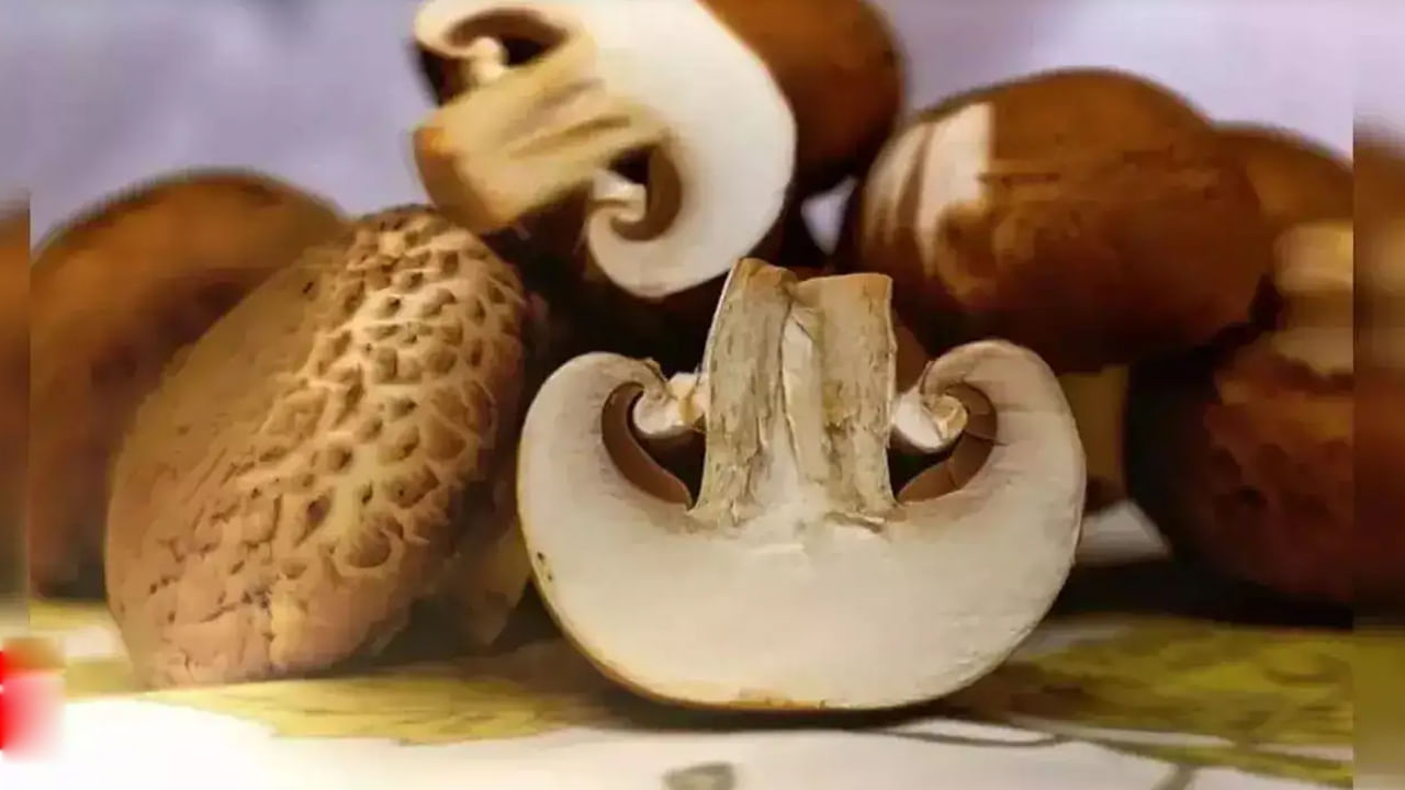 పుట్టగొడుగు పరిమాణంపై శ్రద్ధ వహించాలి.. చాలా చిన్న లేదా చాలా పెద్ద పుట్టగొడుగులను పూర్తిగా నివారించండి. చాలా పెద్ద పరిమాణంలో ఉన్న పుట్టగొడుగులు అధిక పెరుగుదల కారణంగా తినదగినవి కావు. అదేవిధంగా, చిన్న సైజు పుట్టగొడుగులను కూడా తినకూడదు.