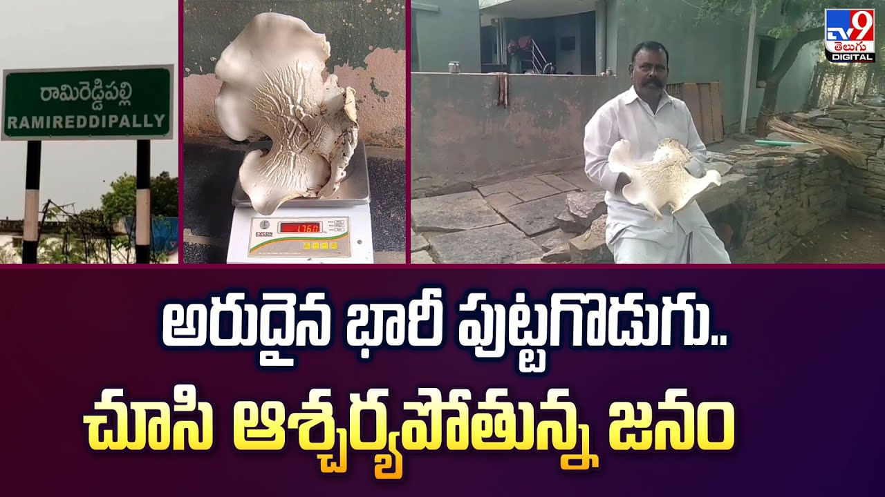 అరుదైన భారీ పుట్టగొడుగు.. చూసి ఆశ్చర్యపోతున్న జనం