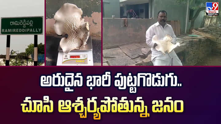 అరుదైన భారీ పుట్టగొడుగు.. చూసి ఆశ్చర్యపోతున్న జనం అరుదైన భారీ పుట్టగొడుగు.. చూసి ఆశ్చర్యపోతున్న జనం