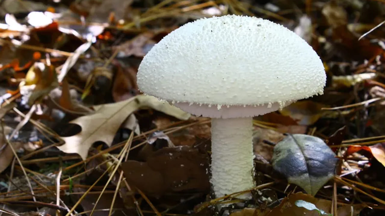 వర్షంలో పుట్టగొడుగులను తినేటప్పుడు జాగ్రత్తగా ఉండాలని నిపుణులు చెబుతున్నారు. వాటిని కొనేటప్పుడు కూడా పలు జాగ్రత్తలు తీసుకోవాలని సూచిస్తున్నారు. వర్షాకాలం పుట్టగొడుగుల వల్ల బ్యాక్టీరియా, ఫంగస్‌కు సంబంధించిన అనేక వ్యాధులను తెస్తుంది. పుట్టగొడుగు కూడా ఒక రకమైన ఫంగస్. దీనిని పోషకాహారం కోసం తింటారు. అటువంటి పరిస్థితిలో, మీరు పుట్టగొడుగులను కొనుగోలు చేస్తున్నప్పుడు అవి తాజాగా ఉన్నాయో లేదో తెలుసుకోవటం తప్పనిసరి. పాడైపోయిన పుట్టగొడుగులను తినడం వల్ల అనారోగ్యానికి గురయ్యే అవకాశం ఉంటుంది. 