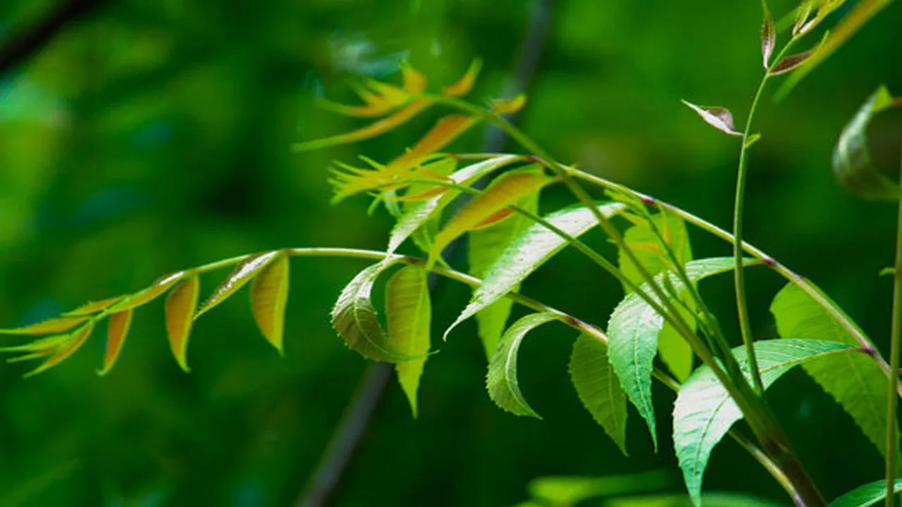 రక్త శుద్ధి - చర్మ సౌందర్యం : వేప ఆకులు రక్తాన్ని శుభ్రపరచడంలో సహాయపడతాయి. దీనివల్ల మొటిమలు, మచ్చలు వంటి చర్మ సమస్యలు తగ్గుతాయి. క్రమం తప్పకుండా వేపను తీసుకోవడం వల్ల శరీరం నుంచి విషపదార్థాలు తొలగిపోయి. చర్మం మరింత కాంతివంతంగా మెరుస్తూ ఉంటుంది.