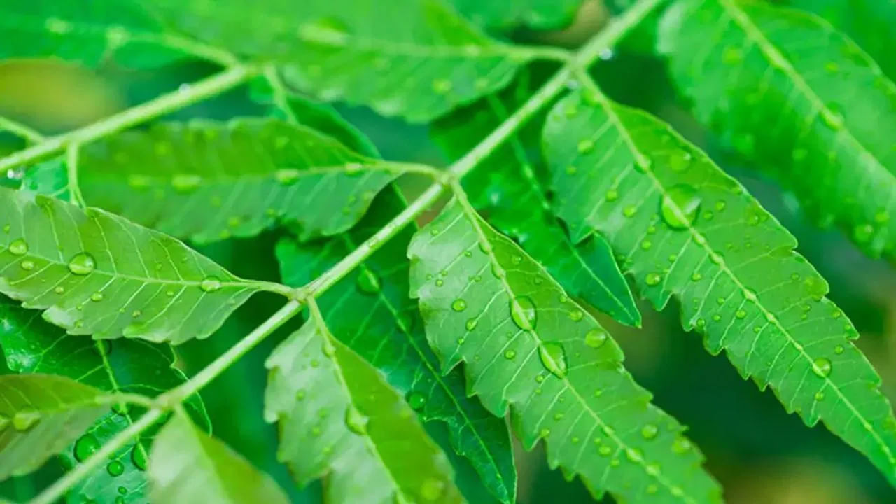 ఖాళీ కడుపుతో వేప ఆకులను నమలడం వల్ల చర్మానికి టానిక్ లా పనిచేస్తుంది. ఇది మొటిమలు, అలెర్జీలు, మచ్చలు, తామర మొదలైన అనేక చర్మ సమస్యల నుండి దూరంగా ఉండటానికి మీకు సహాయపడుతుంది. వేప ఆకులను నమలడం వల్ల శరీరంలోని పాపా టాక్సిన్స్ బయటకు వెళ్లిపోతాయి.