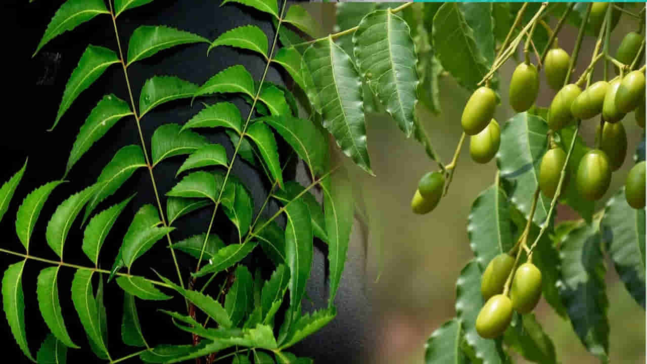 Neem Benefits: వామ్మో.. వేప ఆకులలో ఇన్ని ఔషధ గుణాలు ఉన్నాయా? నమ్మలేని ప్రయోజనాలు!