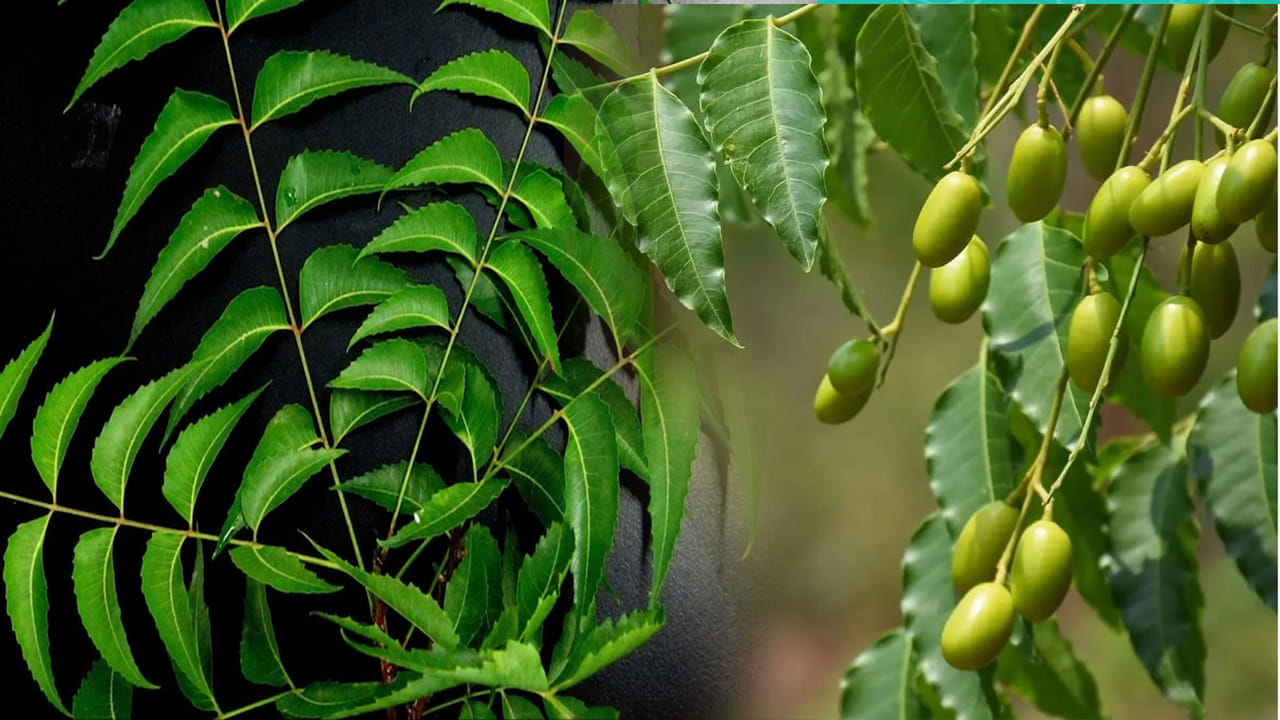 Neem Benefits: వామ్మో.. వేప ఆకులలో ఇన్ని ఔషధ గుణాలు ఉన్నాయా? నమ్మలేని ప్రయోజనాలు!