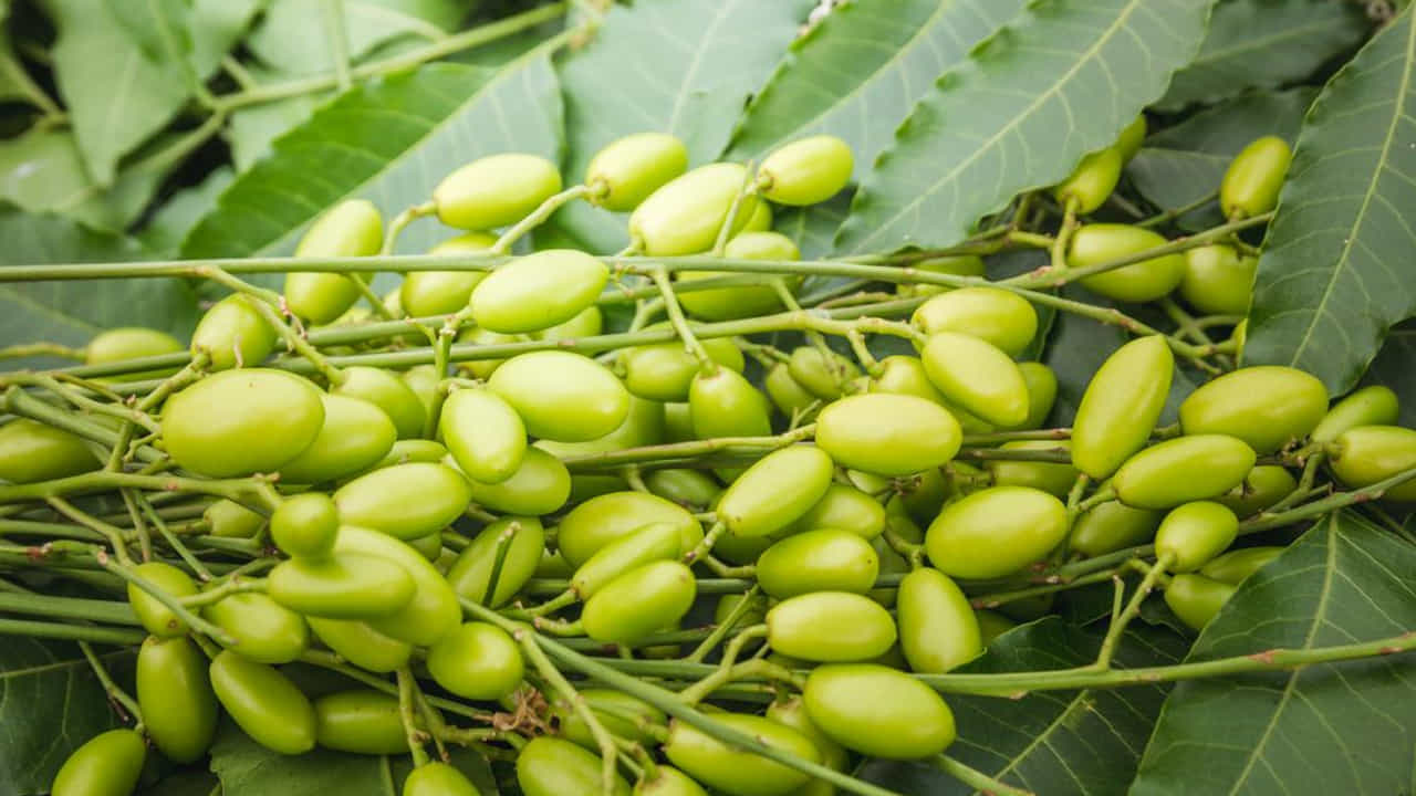 ఉదర సమస్యలు దూరం: వేపలో ఉండే యాంటీ ఫంగల్ లక్షణాలు కారణంగా ఇన్ఫెక్షన్ల నుండి శరీరాన్నికాపాడుతుంది. వీటిని నిత్యం తీసుకోవడం వల్ల కడుపులో నులిపురుగుల సమస్య ఉండదు. వేప ఆకులు అసిడిటీ, ఆకలి లేకపోవడం వంటి సమస్యలను కూడా దూరం చేస్తాయి. దీని వినియోగం కారణంగా జీర్ణవ్యవస్థను మెరుగుపడుతుంది.