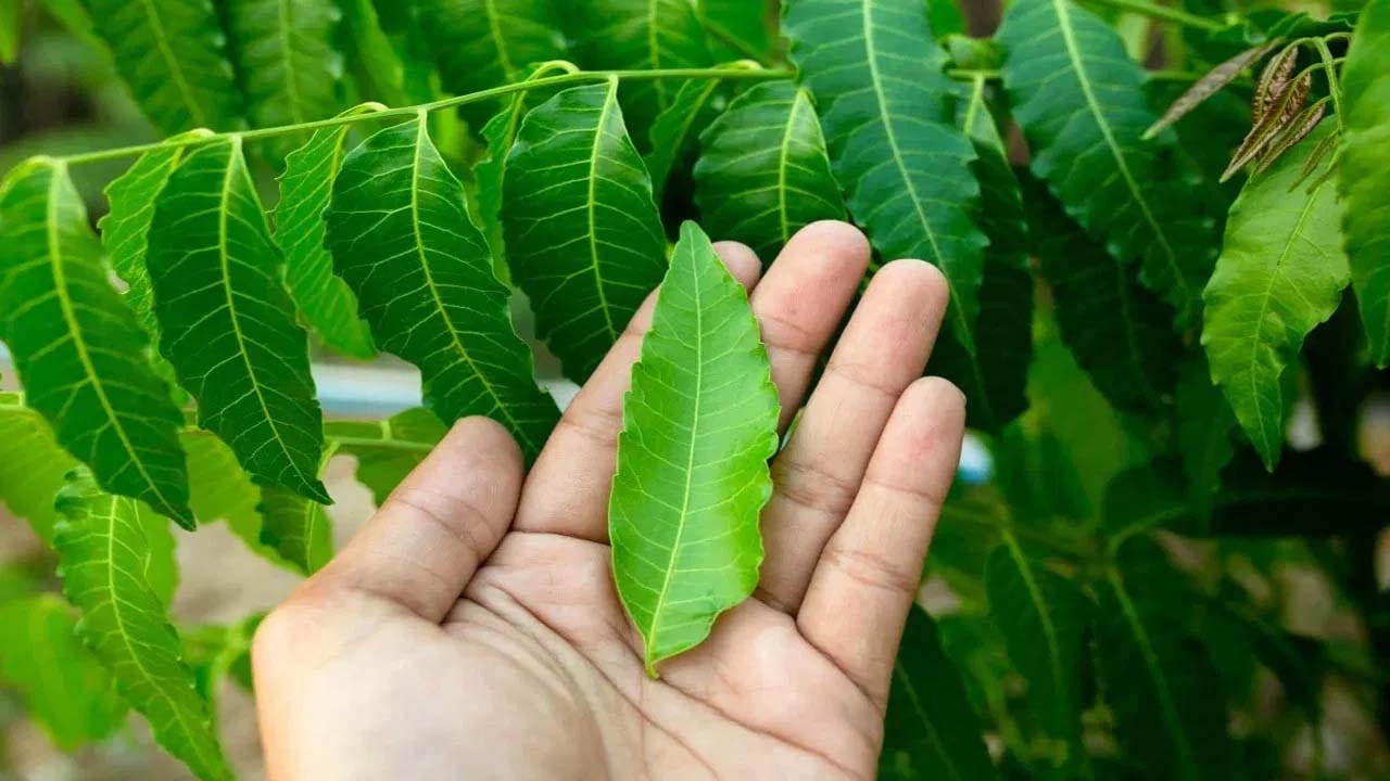 Neem Leaves: ప్రతిరోజూ నాలుగు వేప ఆకుల్ని తింటే.. ఈ రోగాలకు మూలల నుంచి శాశ్వతంగా చెక్ పెట్టొచ్చు..!