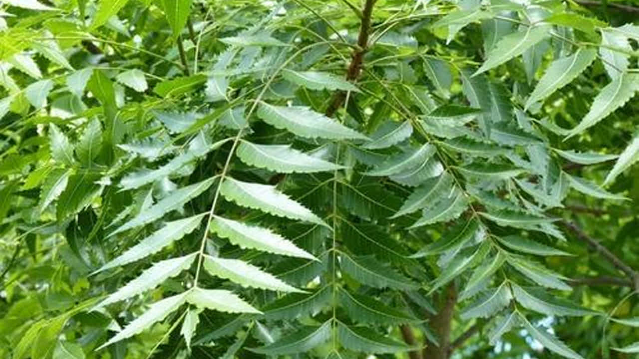 వేప ఆకులు సహజ యాంటీ బాక్టీరియల్, క్రిమినాశక లక్షణాలను కలిగి ఉంటాయి. ఇది అన్ని దంత సమస్యలకు చాలా ప్రభావవంతమైన గృహ నివారణగా మారుతుంది. వేపను నమలడం,  తినడం వల్ల శరీరం విషాన్ని తొలగించడంలో సహాయపడుతుంది. వేప ఆకులు పేగుల్లోని క్రిములను, చెడు బ్యాక్టీరియాను చంపుతాయి. వేప ఆకులు కడుపు ఇన్ఫెక్షన్ల నుండి ఉపశమనం కలిగిస్తాయి.