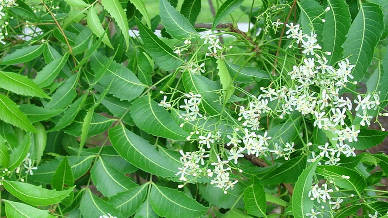 వేప: వేపను పురుగుమందుగా పరిగణిస్తారు. గత కొన్ని ఏళ్ల క్రితం వరకూ దోమలు, క్రిమికీటకాదులు తరిమి కొట్టడానికి వేప ఆకులను కాల్చి పొగబెట్టేవారు. అంతేకాదు వేపనూనెను కూడా ఉపయోగిస్తారు. ఇంట్లోకి దోమలు రాకుండా ఉండాలంటే డోర్ లేదా బాల్కనీలో వేప మొక్కను నాటండి. ఇంట్లో స్థలం సమస్య ఉంటే. ఇప్పుడు బోన్సాయ్ వంటి వేప మొక్కలు లభిస్తున్నాయి.