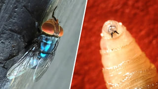 ఘనంగా గణేష్‌ ఉత్సవాలు.. అప్పుడే 80 మందితో మొదలైన హుండీ లెక్కింపు.. ఎక్కడంటే..