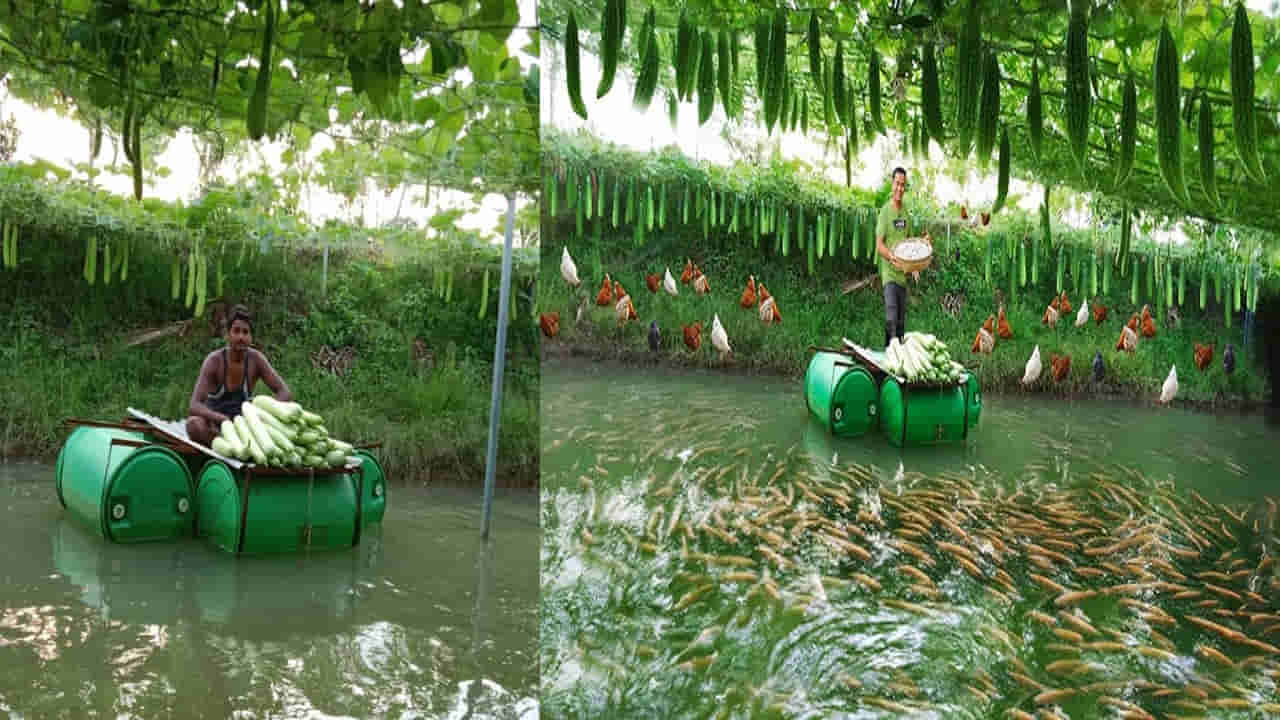 Farmer Success Story: వినూత్న పద్దతిలో వ్యవసాయం.. చెరువే పొలంగా చేసి లాభాలు ఆర్జిస్తున్న యువ రైతు..