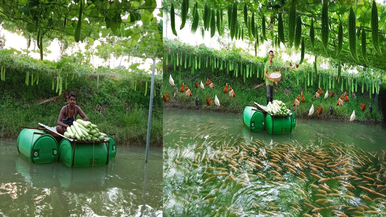 Farmer Success Story: వినూత్న పద్దతిలో వ్యవసాయం.. చెరువే పొలంగా చేసి లాభాలు ఆర్జిస్తున్న యువ రైతు..