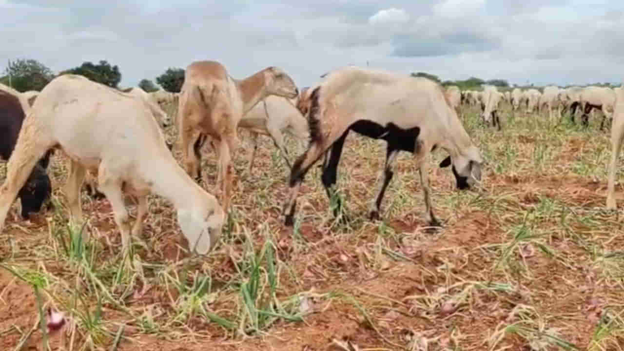Kurnool: దండిగా పెరిగిన ఉల్లి పొలంలో దిగుబడి తీయకుండానే గొర్రెలు మేపుతున్నారు.. ఎందుకంటే..?