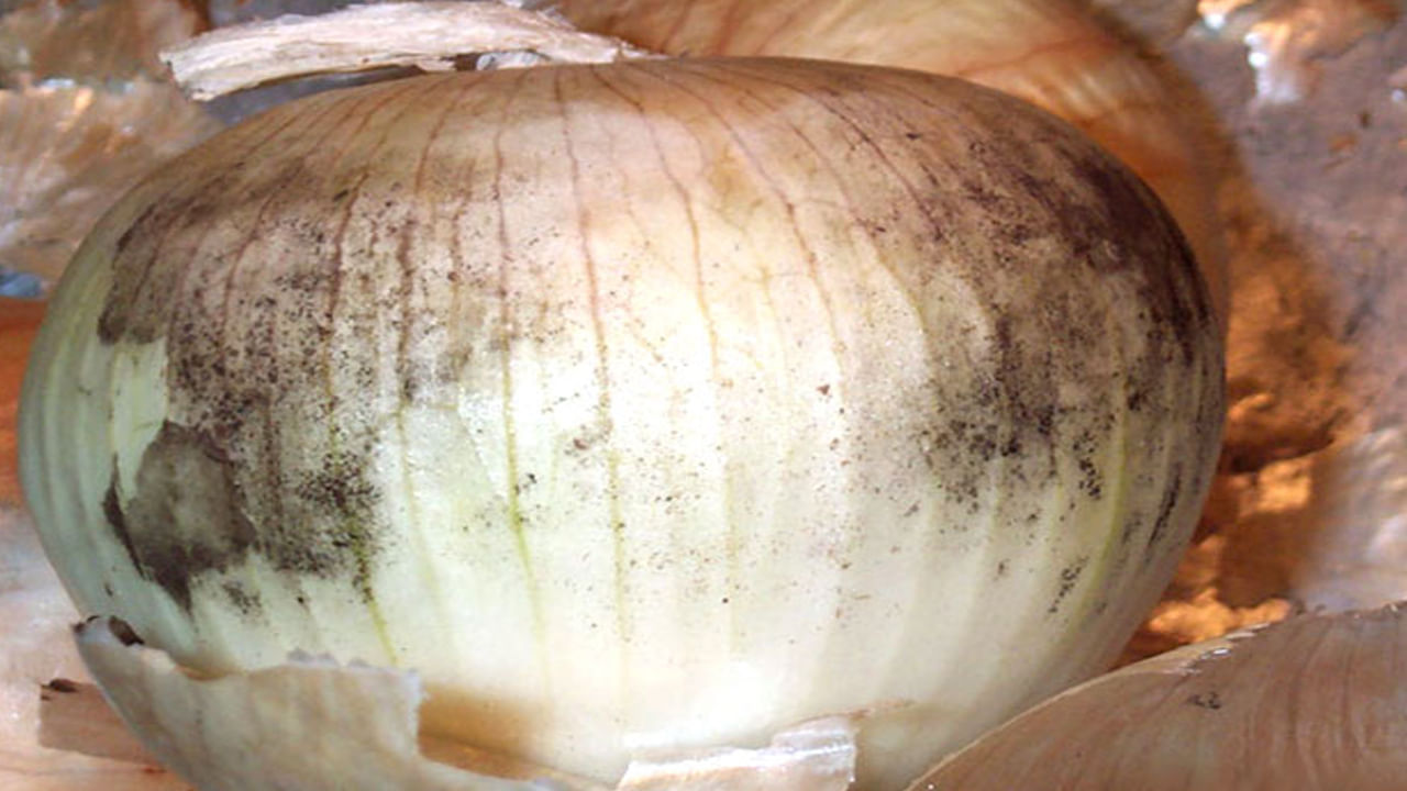Onions With Black Mold