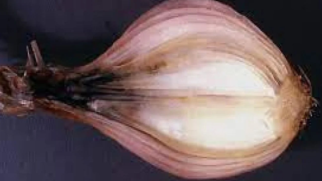 Onions With Black Mold