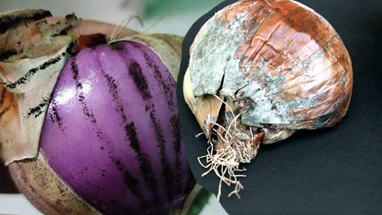 Onions With Black Mold
