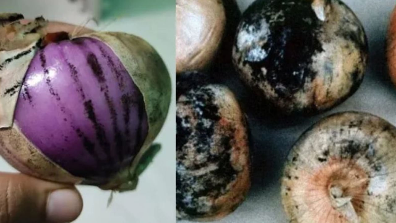Onions With Black Mold 5