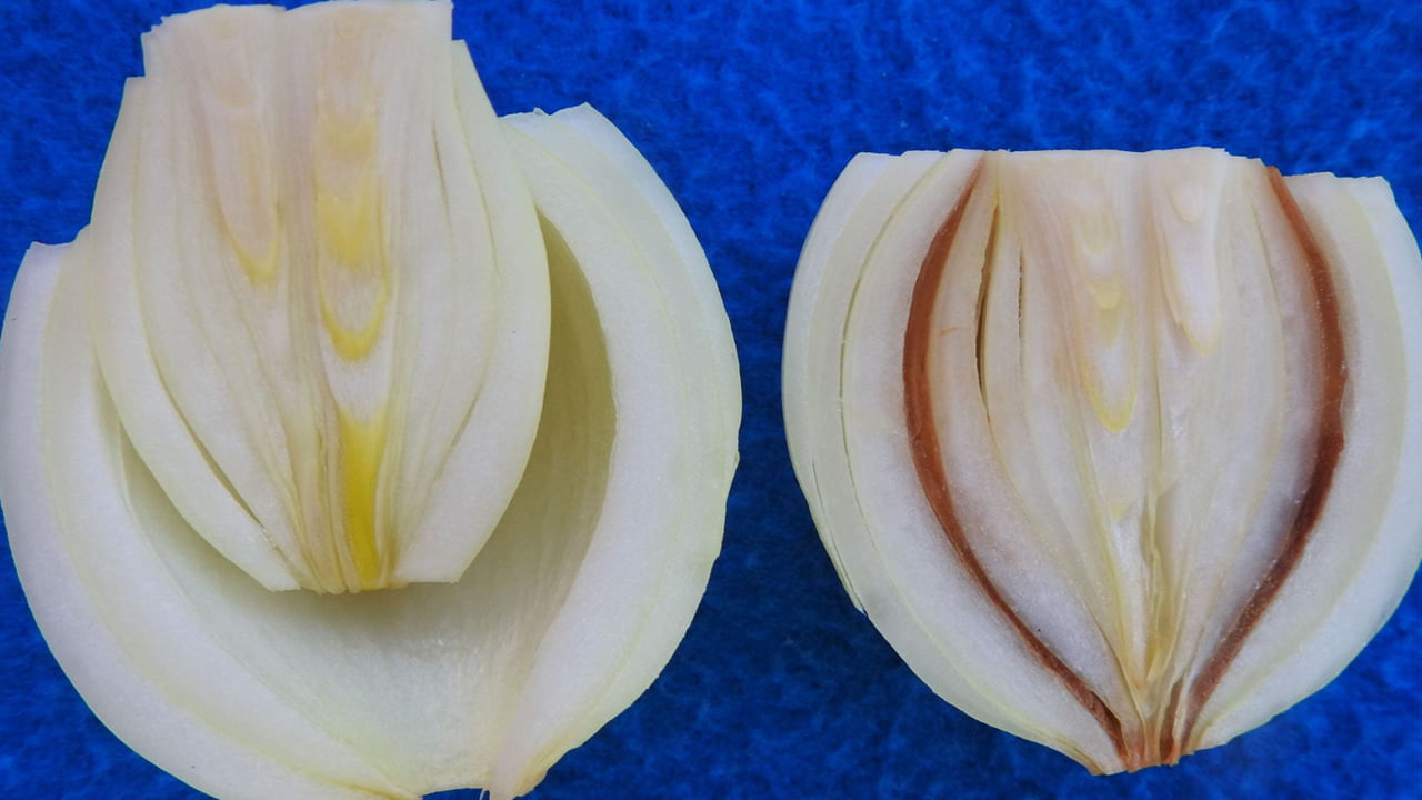 Onions With Black Mold