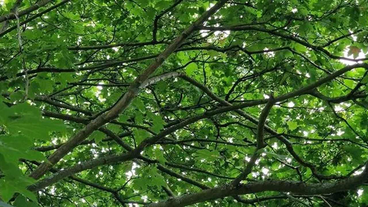 ఈ మధ్య సోషల్ మీడియాలో డిఫరెంట్ డిఫరెంట్ ఆప్టికల్ ఇల్యూషన్స్, పజిల్స్,  బ్రేయిన్ టీజర్ వంటివి తెగ వైరల్ అవుతున్నాయి. చాలా మంది వాటిని సాల్వ్ చేయడానికి ప్రయత్నించి విఫలం అవుంటే, కొంత మంది మాత్రం చాలా సులభంగా సమాధానాలను గుర్తిస్తున్నారు. మరి మీకు కూడా ఇలాంటి ఛాలెంజింగ్ గేమ్స్ అంటే ఇష్టమా? మీరు వీటిని పరిష్కరించాలనుకుంటున్నారా?.. అయితే ట్రై చేయండి