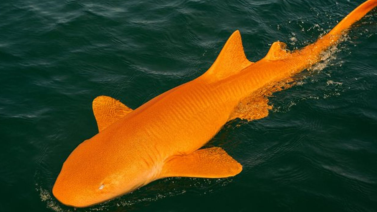 Viral News: ఓరి దేవుడా.. ఇదేం చిత్రం.. నారింజ రంగులో సొర చేప.. అరుదైన రూపం ఎలా వచ్చిందంటే..