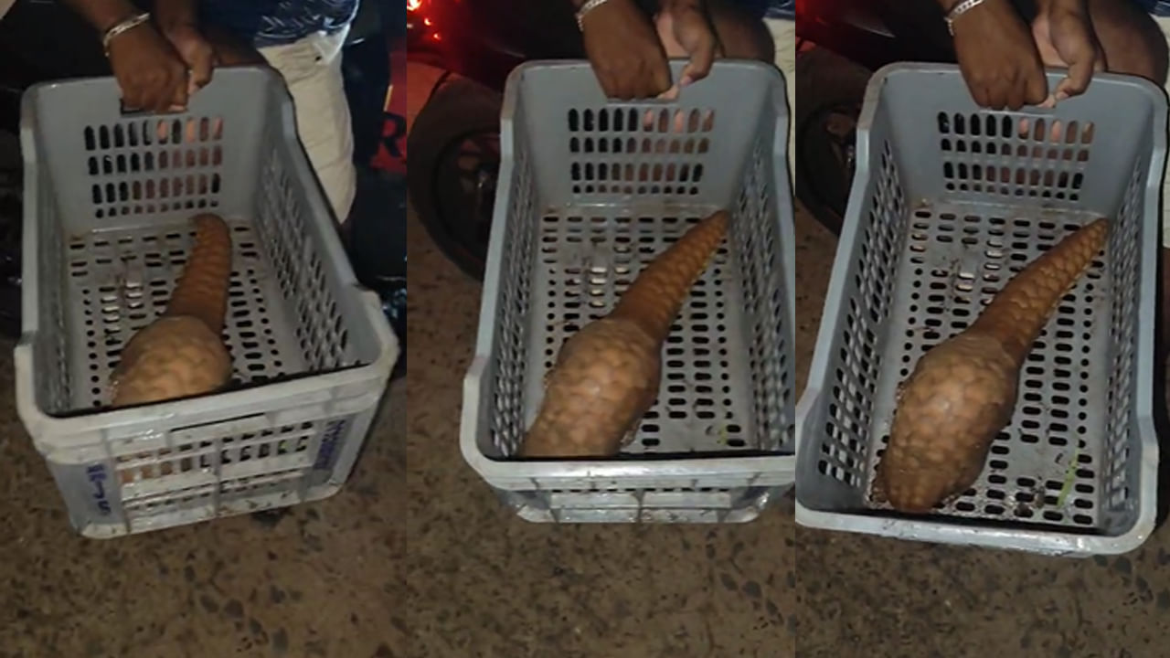 Vijayanagaram: చీకట్లో నడుస్తూ వెళ్తుండగా కనిపించింది చూసి హడలిపోయిన రైతు..