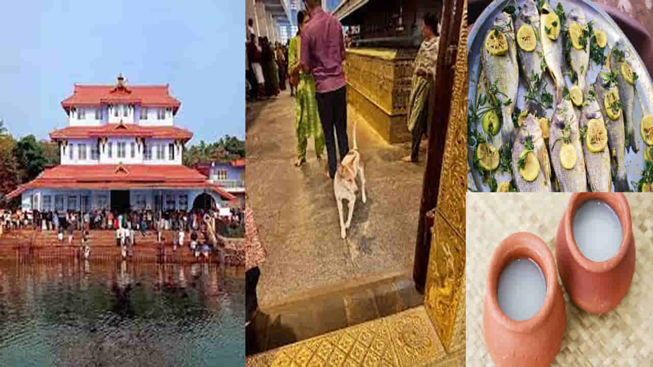 Kerala: ఈ ఆలయం వెరీ వెరీ స్పెషల్.. కుక్కలకు విందు.. దేవుడికి చేపలు, మద్యం నైవేద్యం..