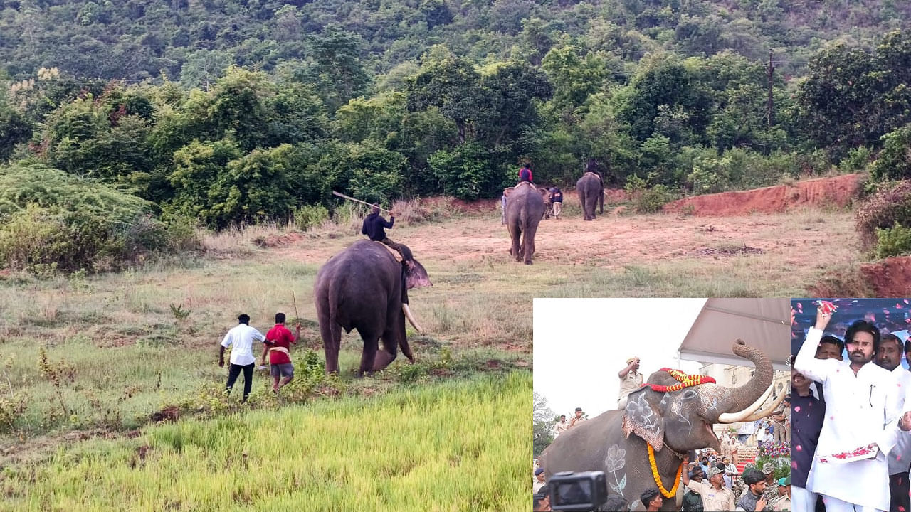 Andhra Pradesh Video: పవన్‌ కల్యాణ్‌ ప్రయోగం సక్సెస్‌... ఏనుగుల మందను తరిమేసిన కుంకీ ఏనుగులు
