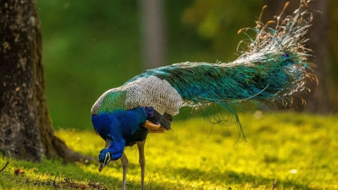 నెమలిని పట్టుకున్నట్లు కల వస్తే:  నెమలిని పట్టుకున్నట్లు ఎవరికైనా కలలో కనిపిస్తే.. ఈ కలకు అర్ధం రానున్న కాలంలో పెద్ద విజయం సాధించనున్నారని సంకేత మట. కలలో ఎవరైనా నెమలిని పట్టుకోవడం చూసినట్లయితే మీ ప్రయత్నాల ద్వారా విజయం సాధిస్తారని అర్థం చేసుకోవాలట. 
