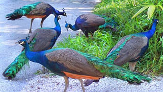 వాస్తు టిప్స్ : ఇంటిలో పేదరికాన్ని తీసుకొచ్చే అలవాట్లు ఇవే!