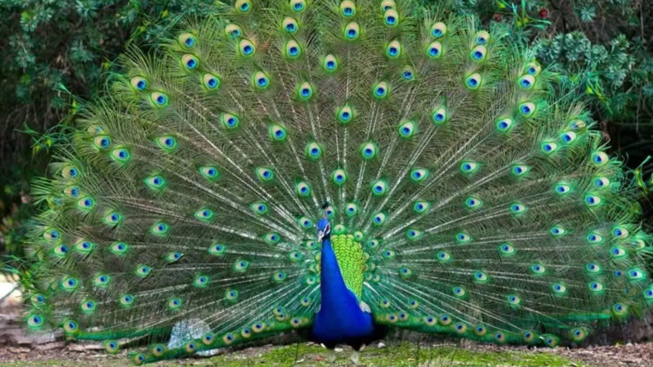 కలలో నృత్యం చేస్తున్న నెమలి కనిపిస్తే: కలలో నృత్యం చేస్తున్న నెమలిని చూడటం అనేది స్వప్న శాస్త్రంలో శుభ సంకేతంగా పరిగణించబడుతుంది. ఇది సంపద, శ్రేయస్సు, ఆనందానికి చిహ్నం. కలలో నృత్యం చేస్తున్న నెమలిని చూడటం అంటే త్వరలో మీకు ఆర్థిక ప్రయోజనాలు లభిస్తాయి. సమాజంలో గౌరవం లభిస్తుంది.
