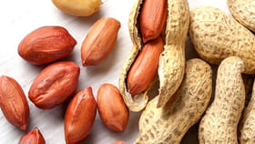 అయ్యో బిట్టు.. చిన్నారి ప్రాణం తీసిన వేరుశనగ