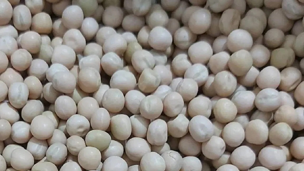 బఠానీలు రోగనిరోధక శక్తిని పెంచడంలో కూడా సహాయపడతాయి. తెల్ల బఠానీలు రక్తంలో చక్కెర స్థాయిలను తగ్గించడంలో కూడా సహాయపడతాయి. ఇది డయాబెటిస్ను దూరంగా ఉంచడంలో సహాయపడుతుంది.