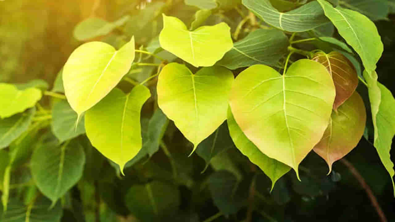 Peepal Leaves Benefits: రావిఆకులో అద్భుతమైన ఔషధ గుణాలు.. ఇలా చేస్తే సూపర్ బెనిఫిట్స్..!