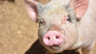 Dog Bite Diseases: కుక్క కాటు వల్ల ఎలాంటి వ్యాధులు వచ్చే ప్రమాదం ఉంది?