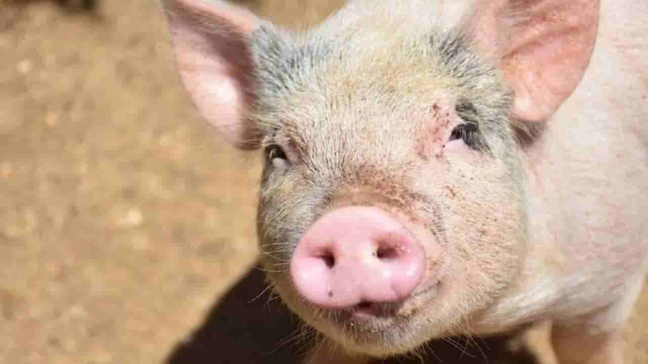 ఒరేయ్.. సోయి ఉందా.. మనిషికి పంది ఊపిరితిత్తులు అమర్చారు.. ఆ తర్వాత..!