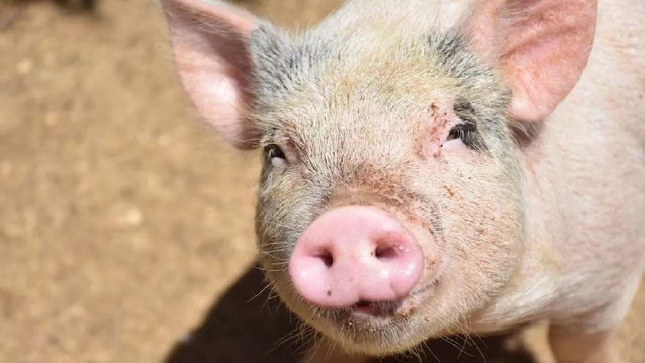 ఒరేయ్.. సోయి ఉందా.. మనిషికి పంది ఊపిరితిత్తులు అమర్చారు.. ఆ తర్వాత..!