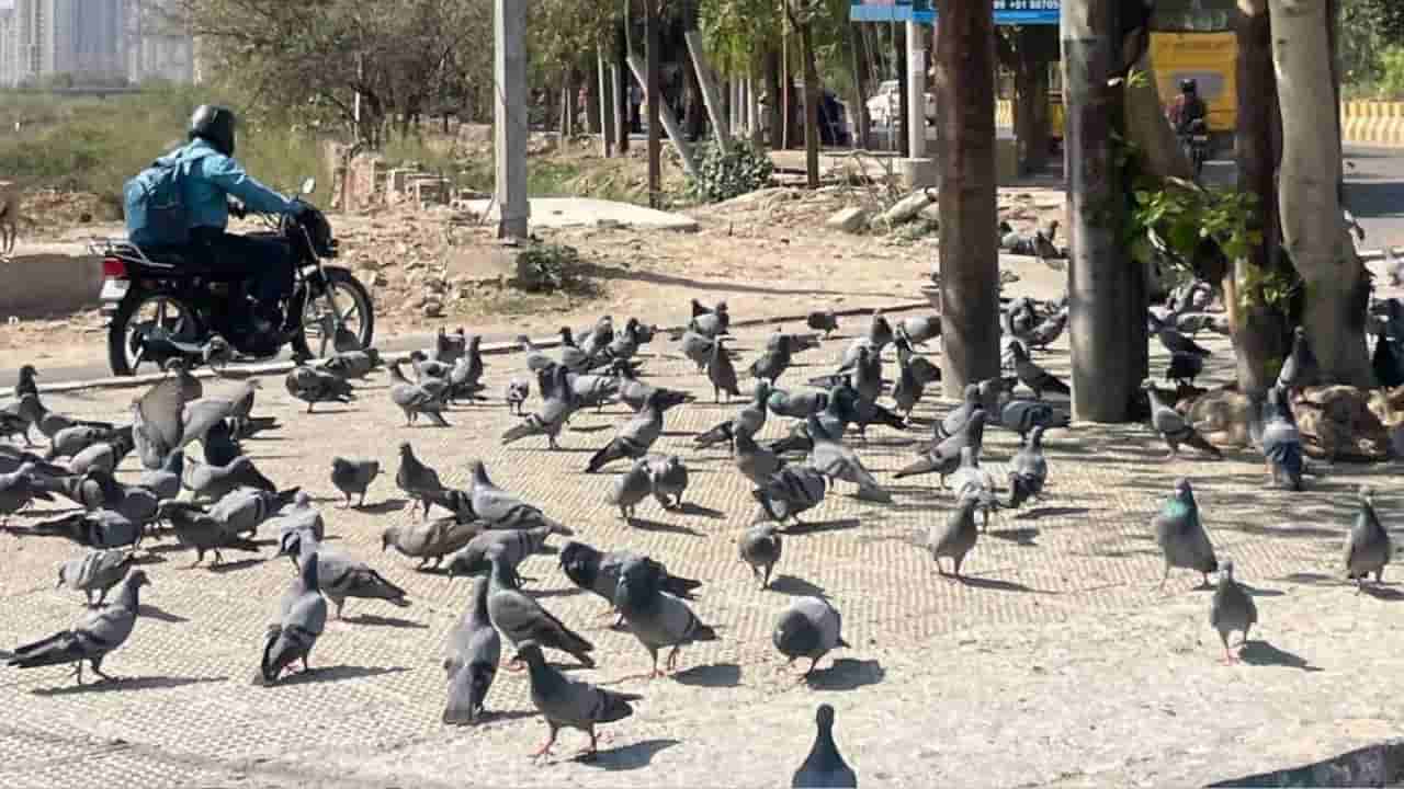 పావురాలకు ఆహారం పెడుతున్నారా..? ఇక మీరు జైలుకు వెళ్లాల్సిందే.!