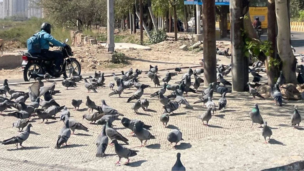 పావురాలకు ఆహారం పెడుతున్నారా..? ఇక మీరు జైలుకు వెళ్లాల్సిందే.!