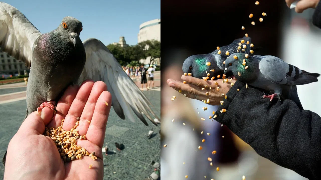Pigeon Feeding: పావురాలకు ఆహారం పెట్టే అలవాటు మీకూ ఉందా? ఎంత డేంజరో తెలుసా.. Pigeon Feeding: పావురాలకు ఆహారం పెట్టే అలవాటు మీకూ ఉందా? ఎంత డేంజరో తెలుసా..
