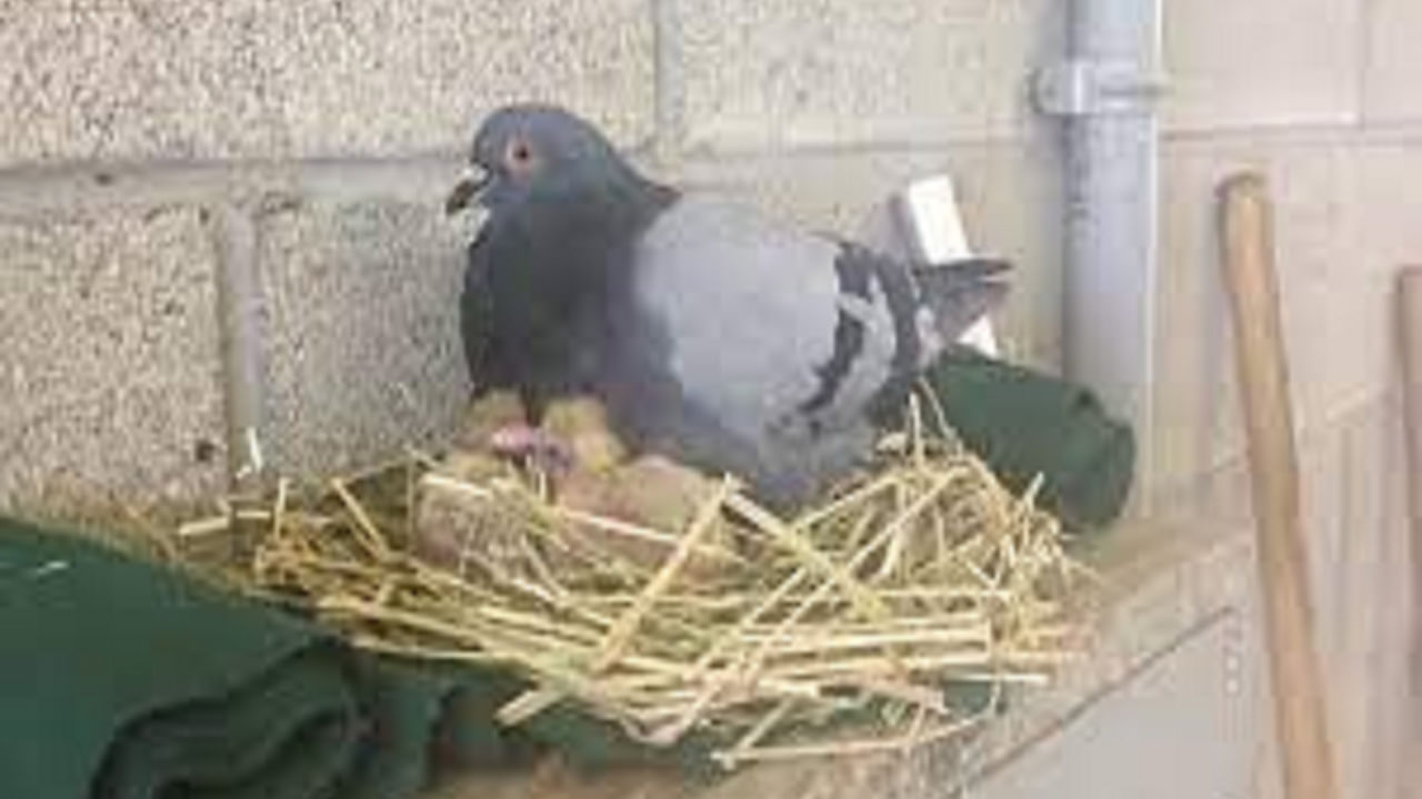 Pigeon Nest In House
