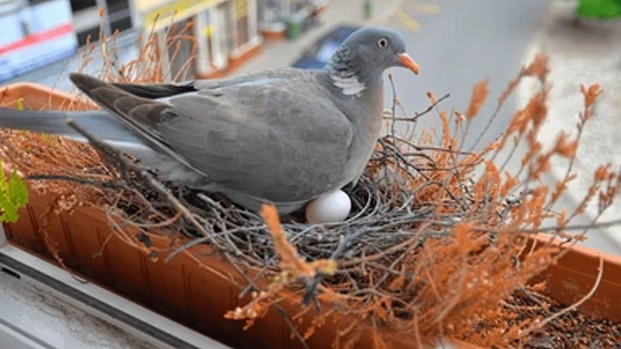 Pigeon Nest In House