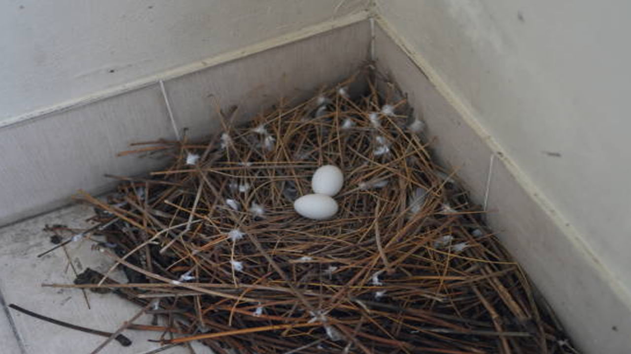 Pigeon Nest In House